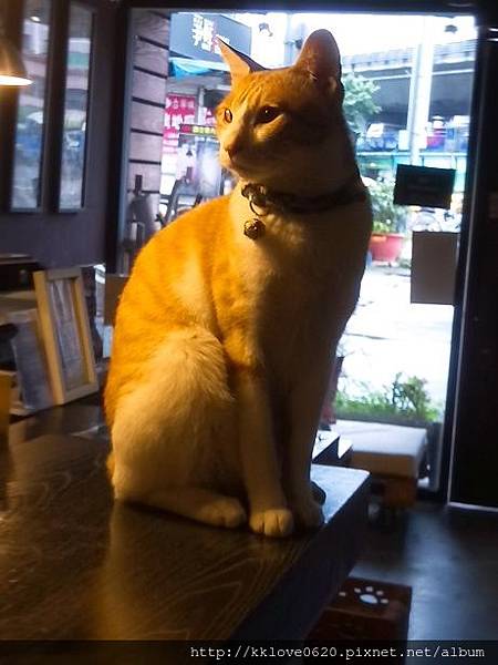 「猜咖啡」店貓.jpg