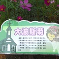 6.大波斯菊-1.JPG