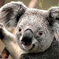 Koala_compressed.jpg