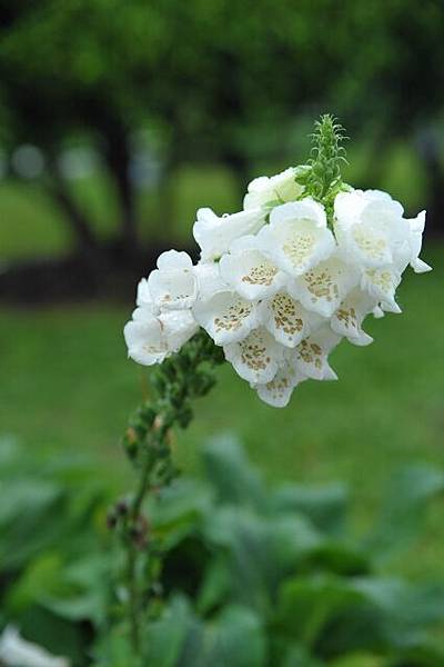 雨中花博157.JPG