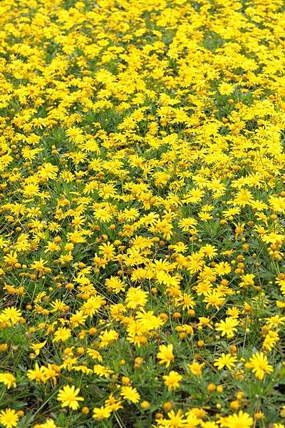 炎熱花博019.JPG 炎熱花博019.JPG