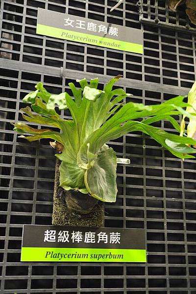 雨中花博211.JPG 雨中花博211.JPG