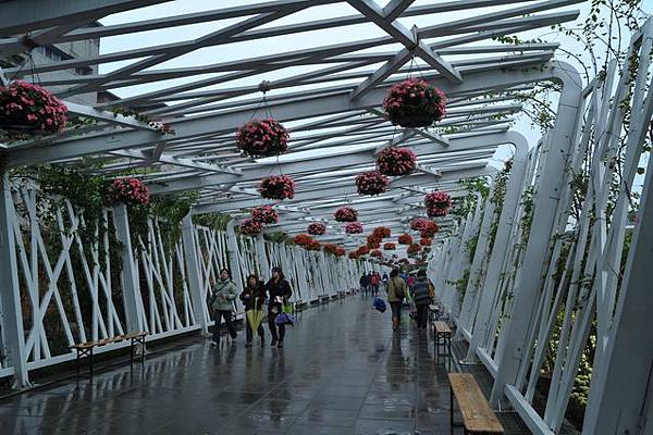 雨中花博163.JPG 雨中花博163.JPG