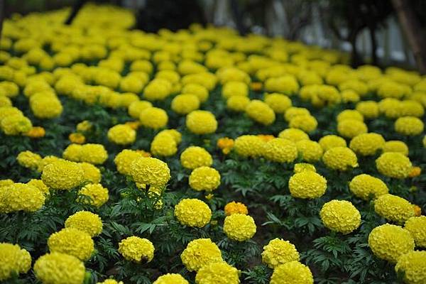 雨中花博164.JPG 雨中花博164.JPG