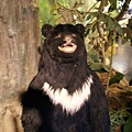 大家好，我是台灣黑熊