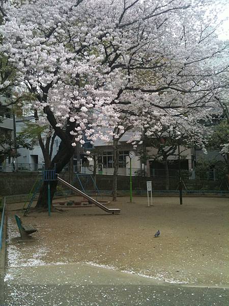 Sakura開始飄櫻花雨了