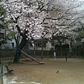 Sakura開始飄櫻花雨了