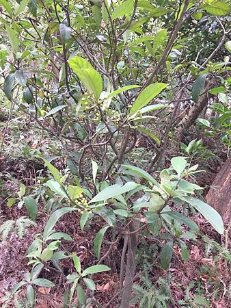 中秋後大中壢地區植物紀錄