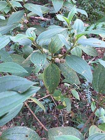 中秋後大中壢地區植物紀錄