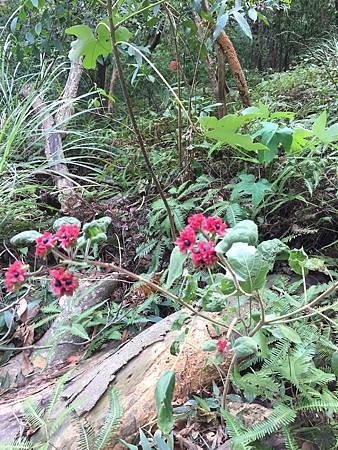 中秋後大中壢地區植物紀錄 水龍吟部落格 痞客邦 中秋後大中壢地區植物紀錄 水龍吟部落格 痞客邦