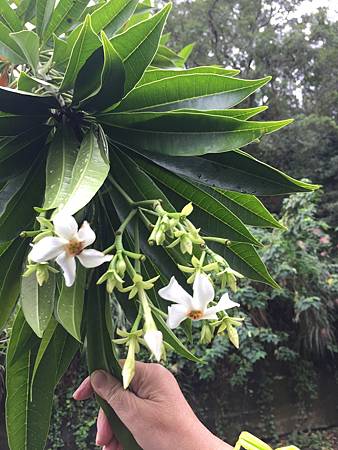 立冬後中壢等地植物觀察 水龍吟部落格 痞客邦 立冬後中壢等地植物觀察 水龍吟部落格 痞客邦