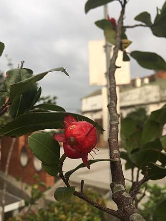 立冬後中壢等地植物觀察 水龍吟部落格 痞客邦 立冬後中壢等地植物觀察 水龍吟部落格 痞客邦