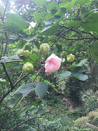 立冬後中壢等地植物觀察 水龍吟部落格 痞客邦 立冬後中壢等地植物觀察 水龍吟部落格 痞客邦