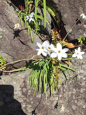 日本旅遊植物觀察紀錄 水龍吟部落格 痞客邦