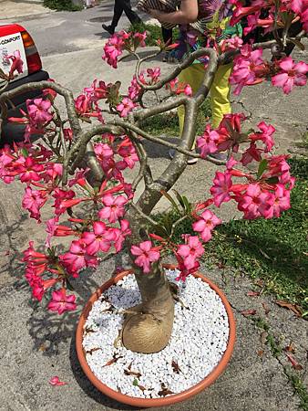 日本旅遊植物觀察紀錄 水龍吟部落格 痞客邦