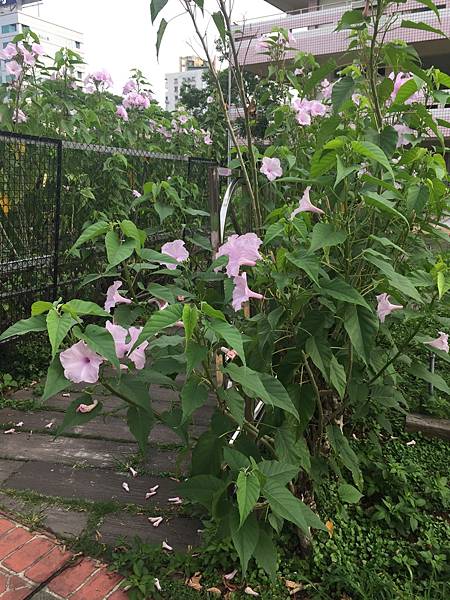 立夏間大中壢地區植物觀察記錄 水龍吟部落格 痞客邦