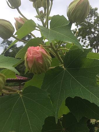 中秋後大中壢地區植物紀錄