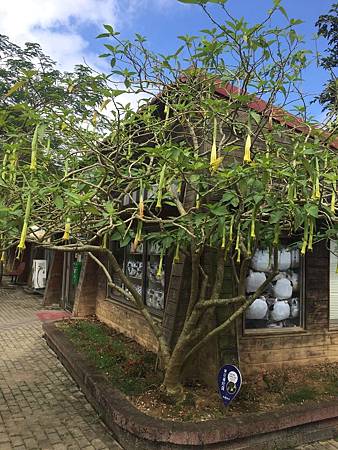 中秋後大中壢地區植物紀錄