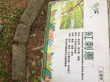 中秋後大中壢地區植物紀錄