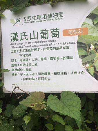 中秋後大中壢地區植物紀錄