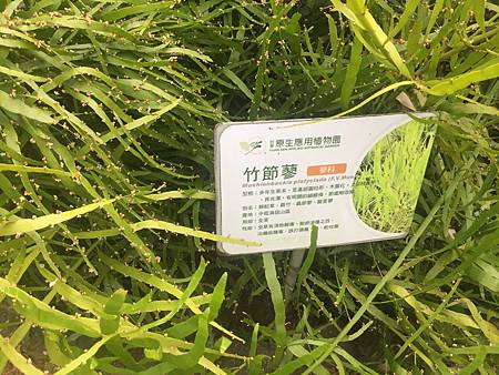 中秋後大中壢地區植物紀錄