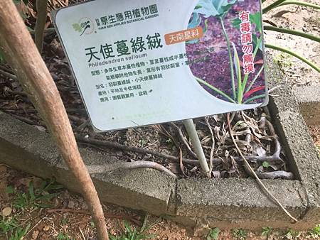 中秋後大中壢地區植物紀錄