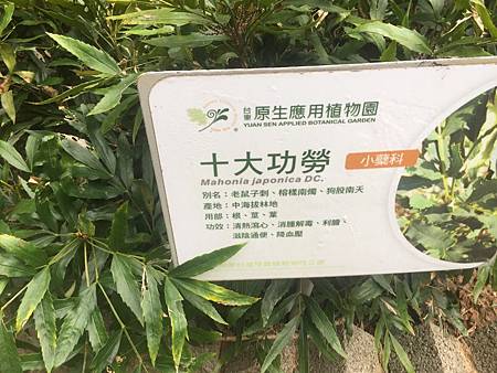 中秋後大中壢地區植物紀錄