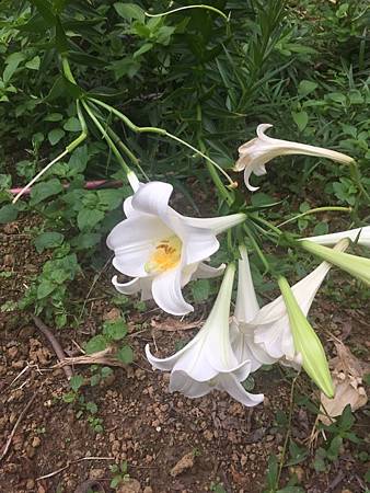 立夏間大中壢地區植物觀察記錄 水龍吟部落格 痞客邦