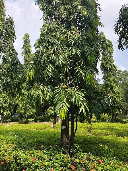 中秋後大中壢地區植物紀錄