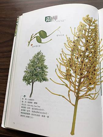 中秋後大中壢地區植物紀錄