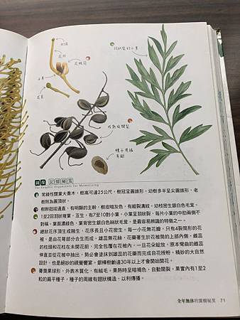 中秋後大中壢地區植物紀錄