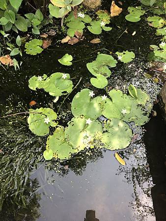 中秋後大中壢地區植物紀錄