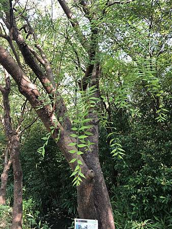 中秋後大中壢地區植物紀錄