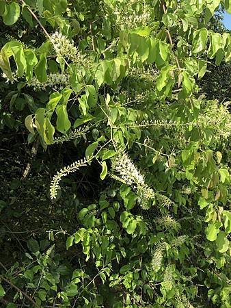 中秋後大中壢地區植物紀錄