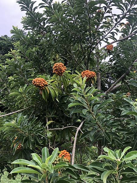 中秋後大中壢地區植物紀錄