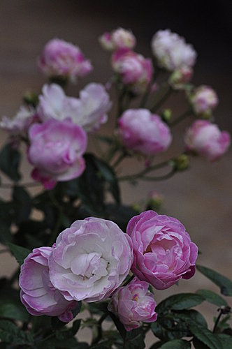 Rose 粉露斯塔 小賴的夢 痞客邦
