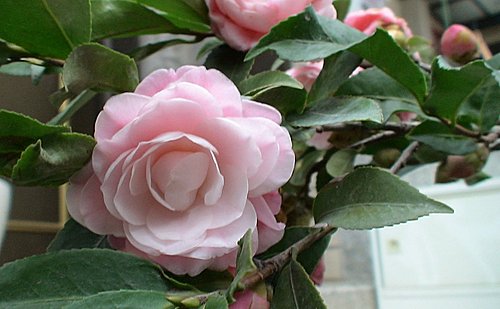 茶花的英文 Barjazz 茶花的英文 Barjazz