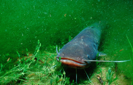 海灘巨型怪獸魚 :　墨西哥海灘驚現巨型「怪獸魚」　馬臉、帶狀身軀嚇壞眾人