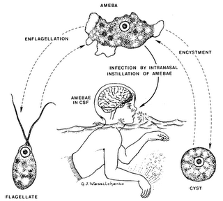 巴基斯坦出現專吃大腦寄生蟲(brain-eating amoeba) -
                  專吃大腦寄生蟲