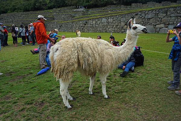 【祕魯】此生必訪~馬丘比丘 Machu Picchu~