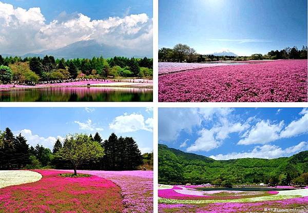 富士芝櫻季