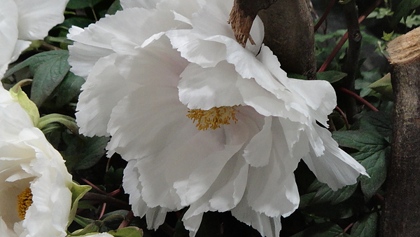 DSC00397.JPG