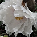 DSC00397.JPG