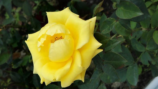 DSC00215.JPG