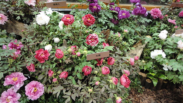 DSC00388.JPG