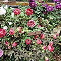 DSC00388.JPG