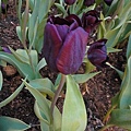DSC00297.JPG