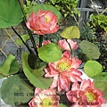 DSC00366.JPG