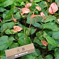 DSC00349.JPG
