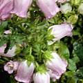 DSC00383.JPG